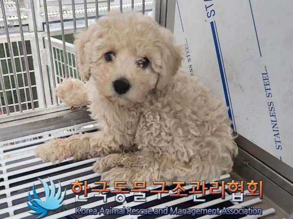 종료(입양) 푸들의…